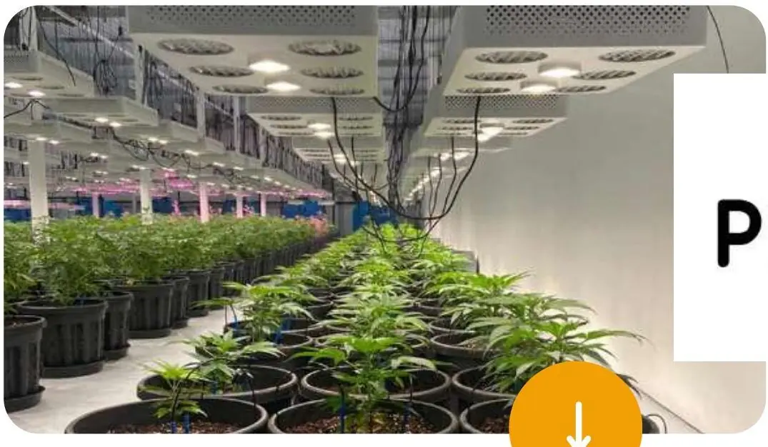 Plant0farm factory